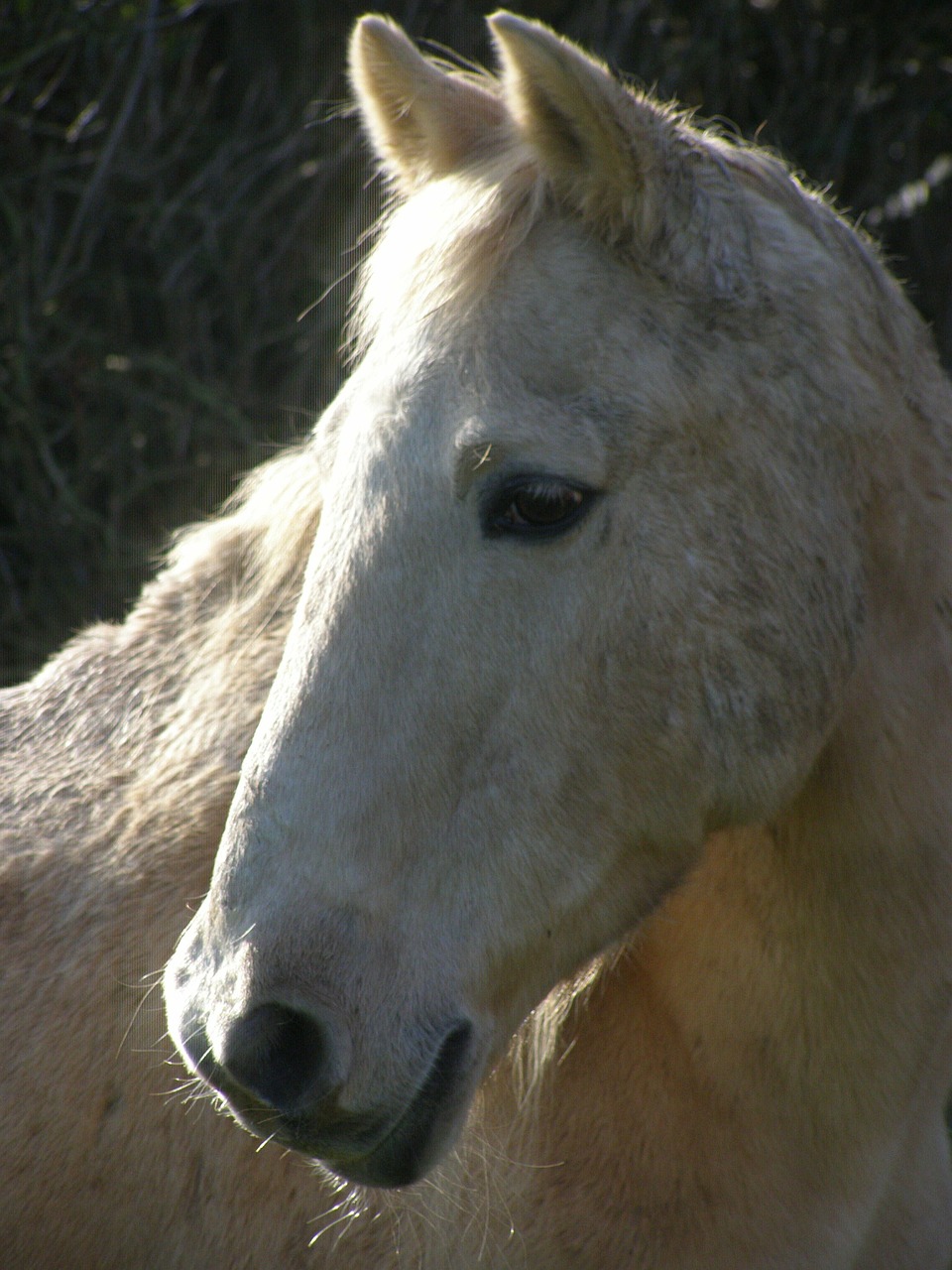 horse palomino pony free photo