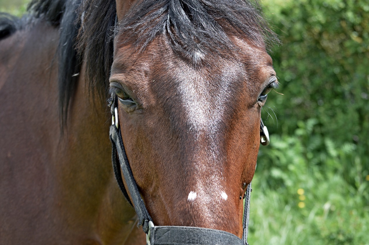 horse portrait color free photo