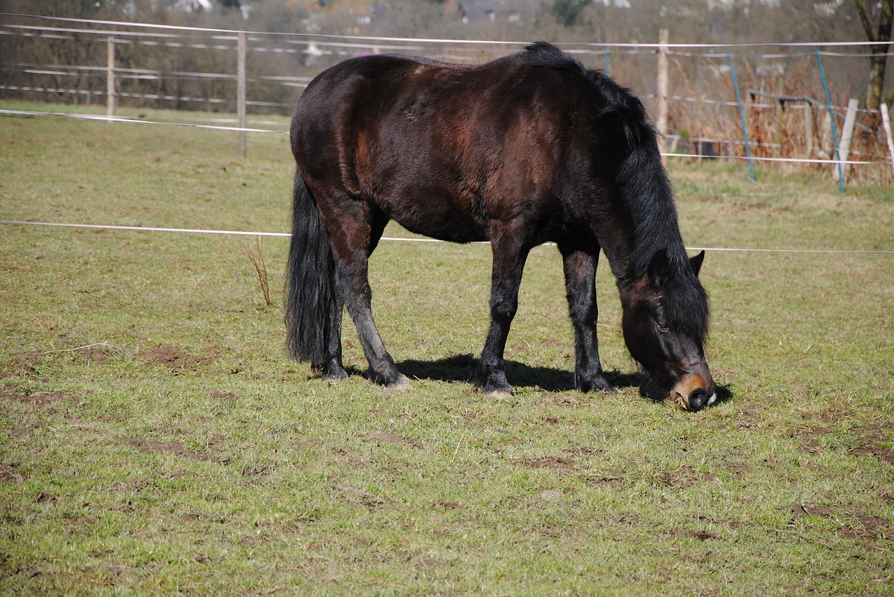 horse nature animal free photo