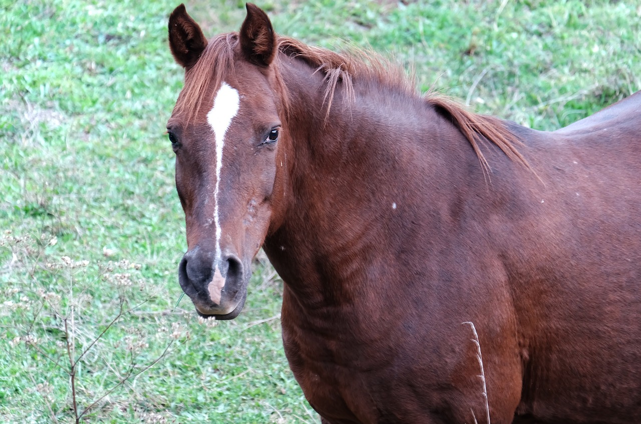 horse animal nature free photo