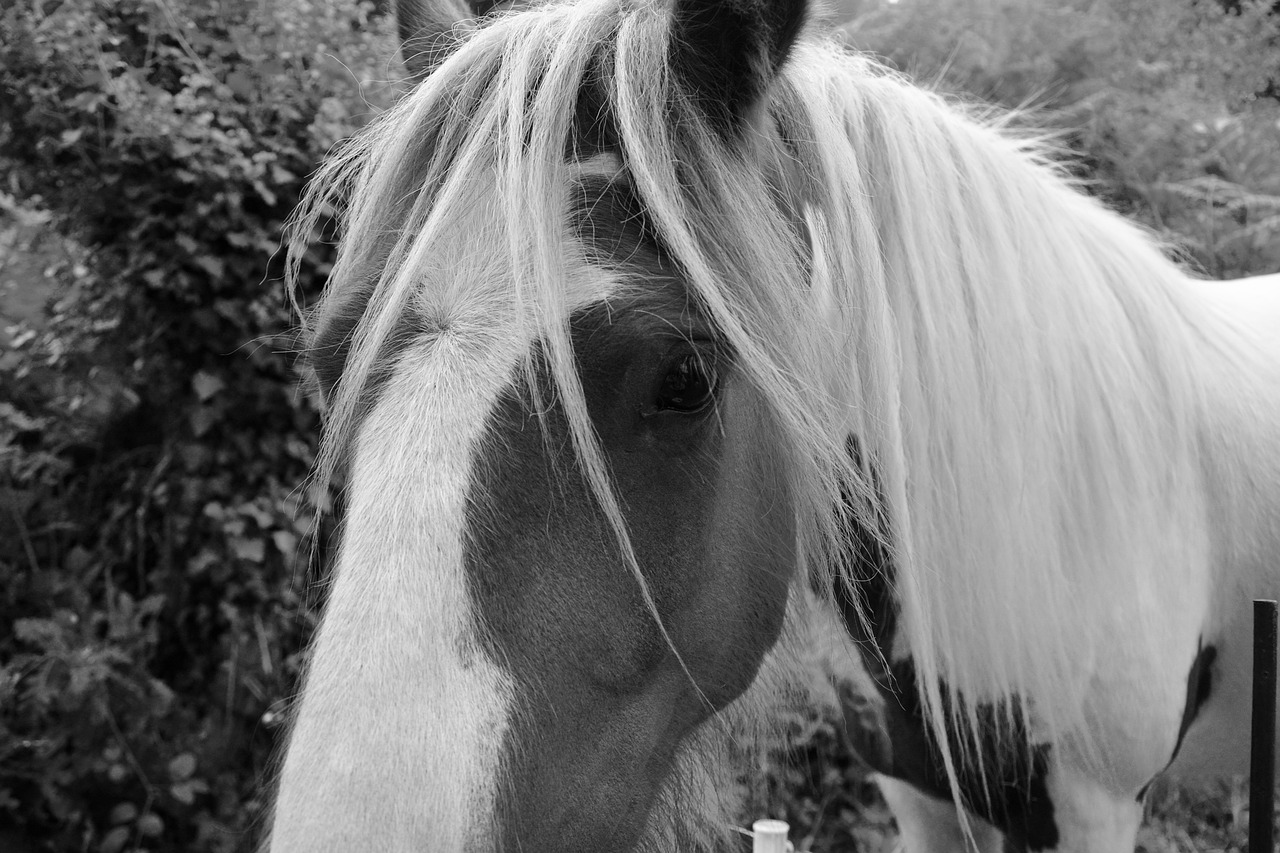 horse photo black white equine free photo