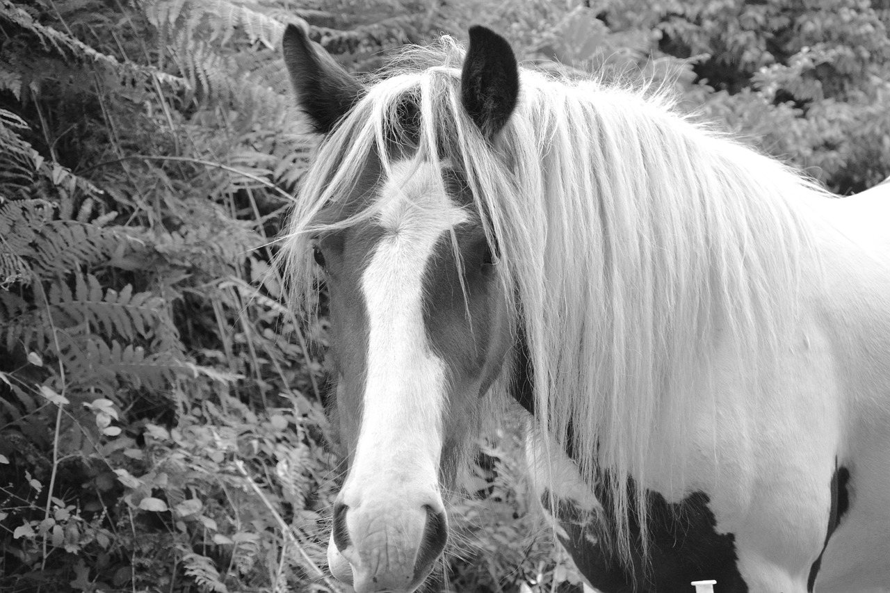 horse equine photo black white free photo