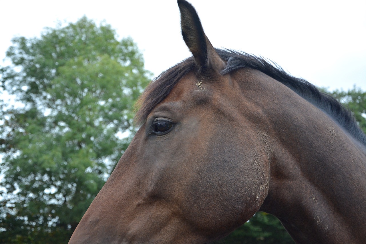 horse profile plays horse free photo