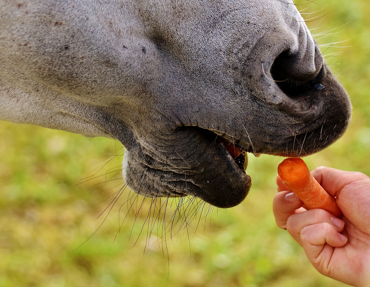 horse eat carrot free photo