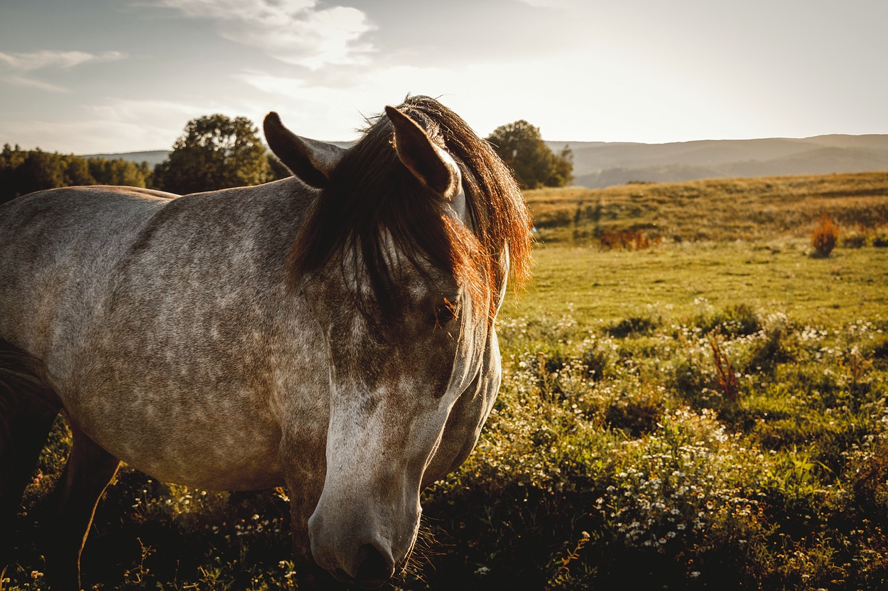 horse nature koník free photo