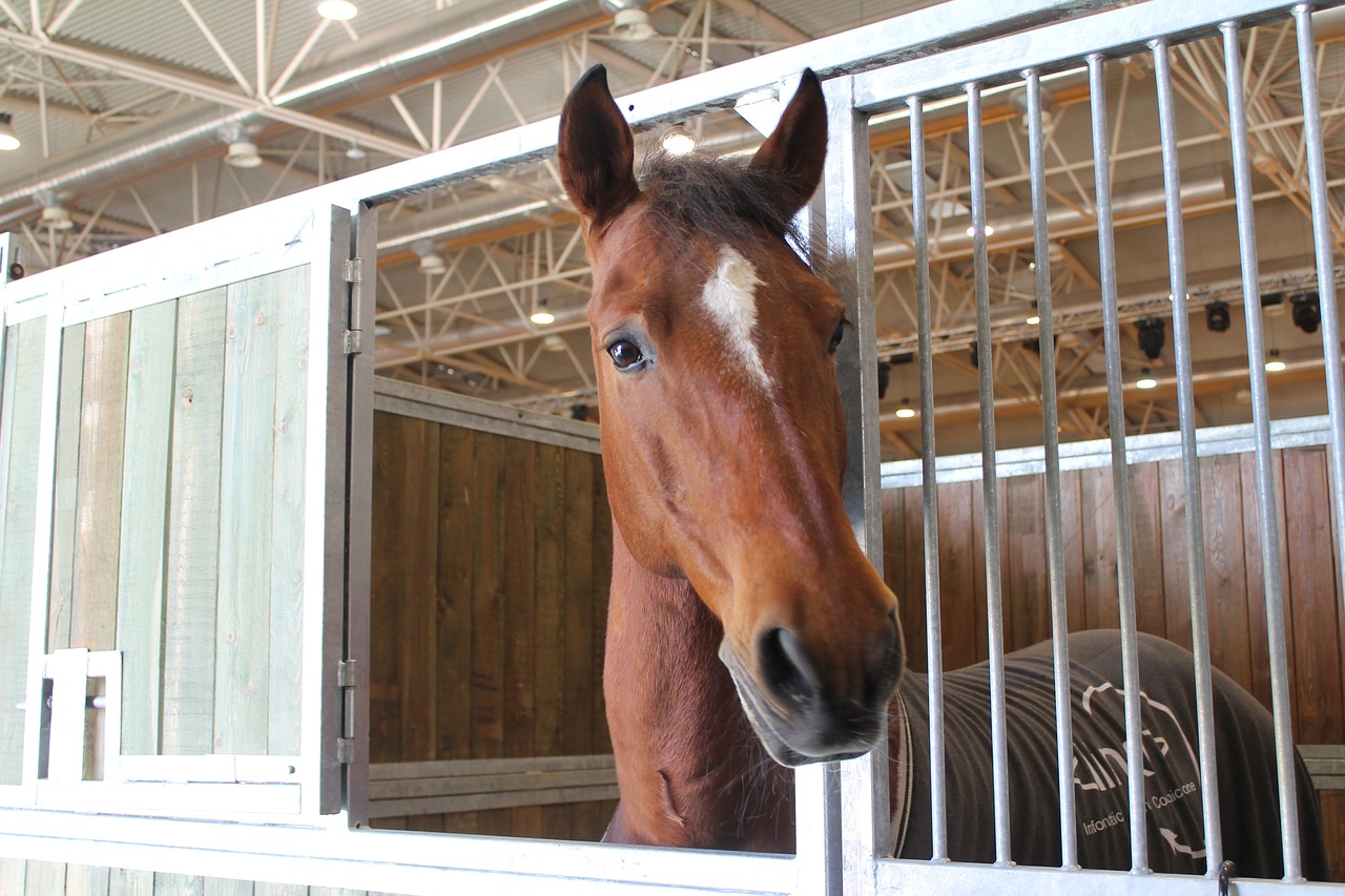 horse animal head free photo