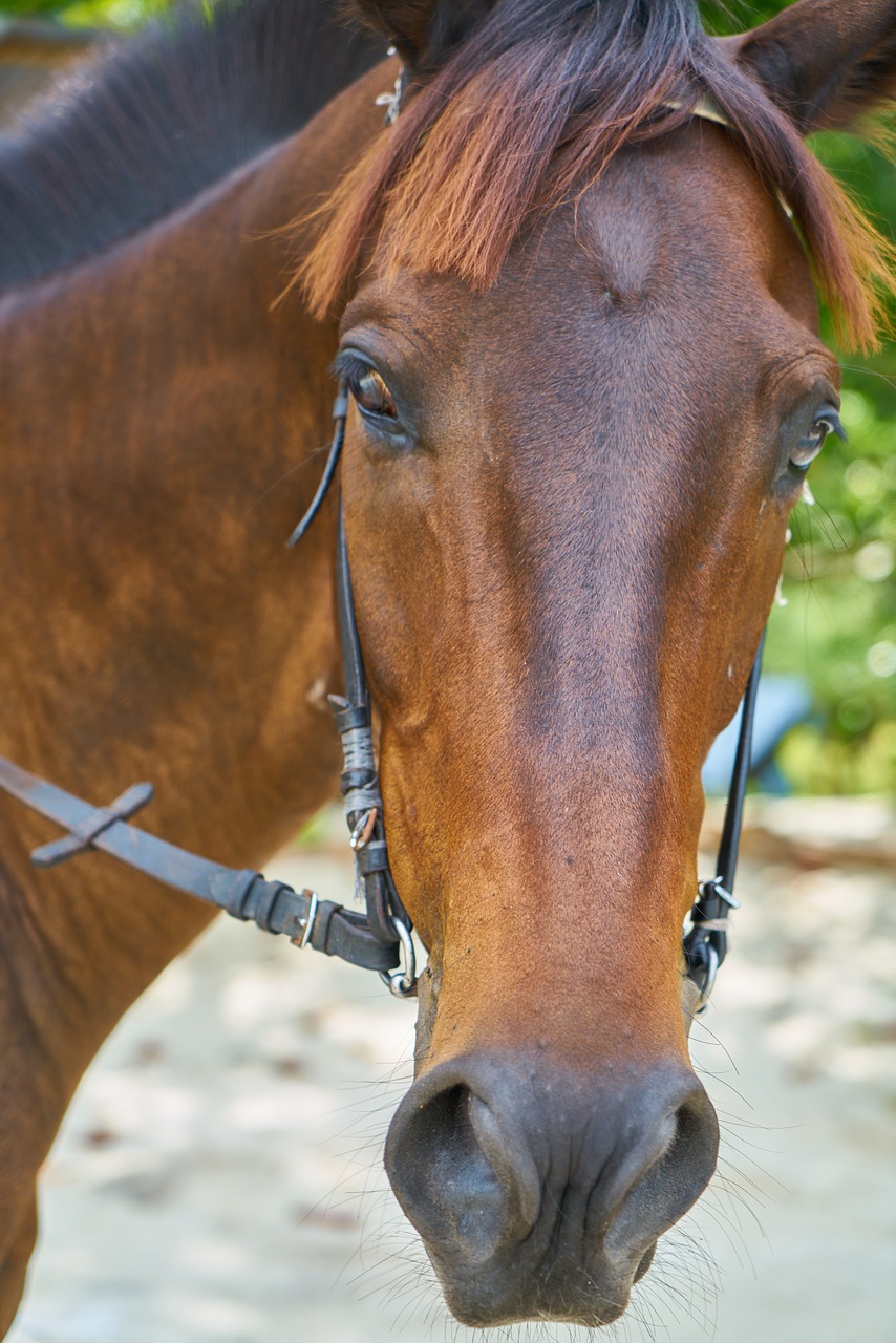 horse animal nature free photo