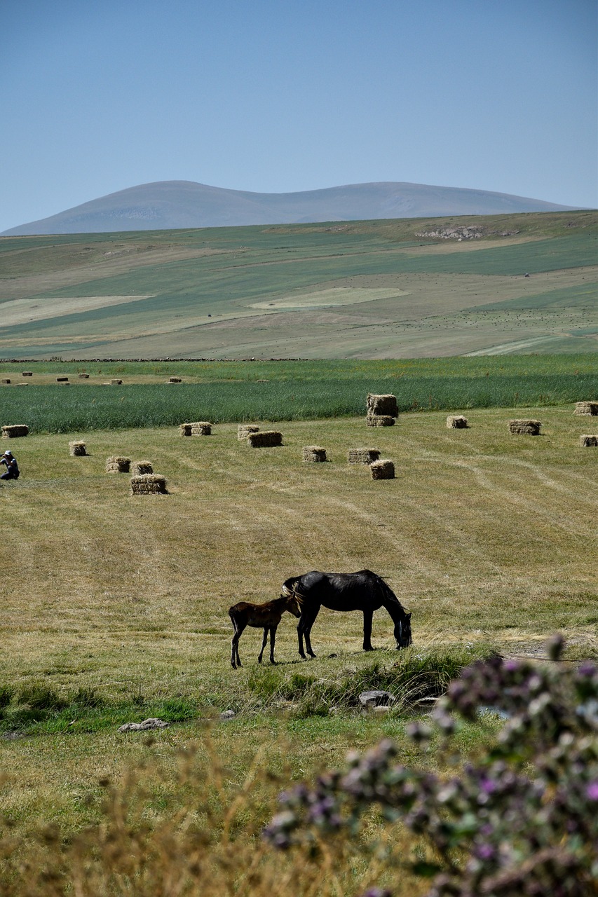 horse landscape farm free photo