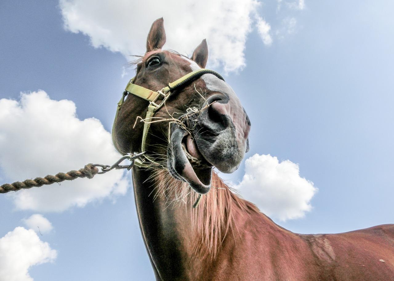 horse equine ginger free photo