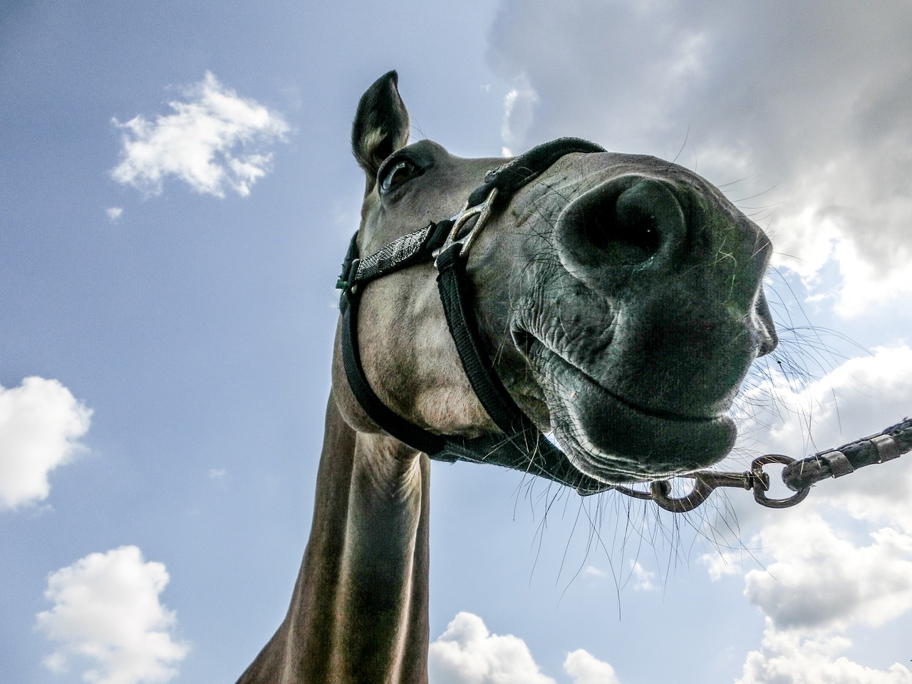 horse equine portrait free photo