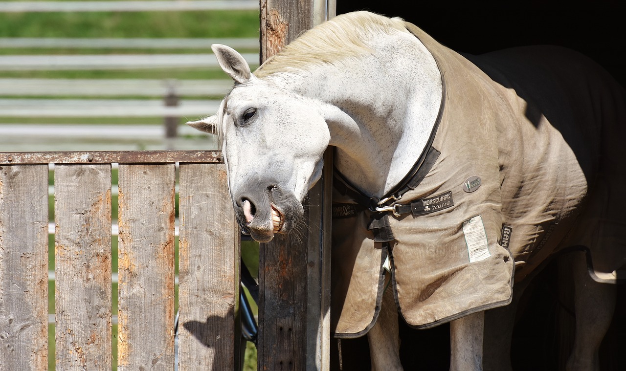 horse mold reiterhof free photo