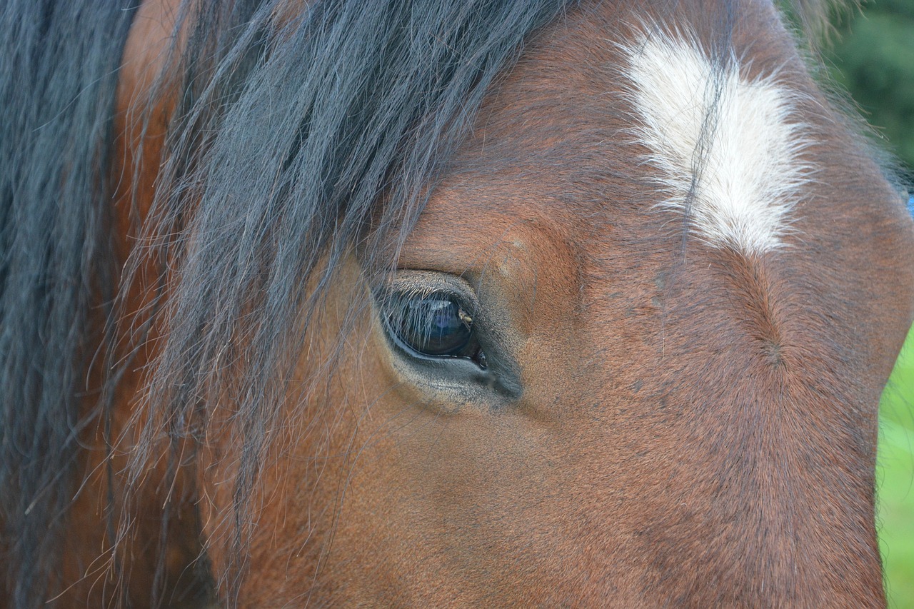 horse eye horse eye free photo