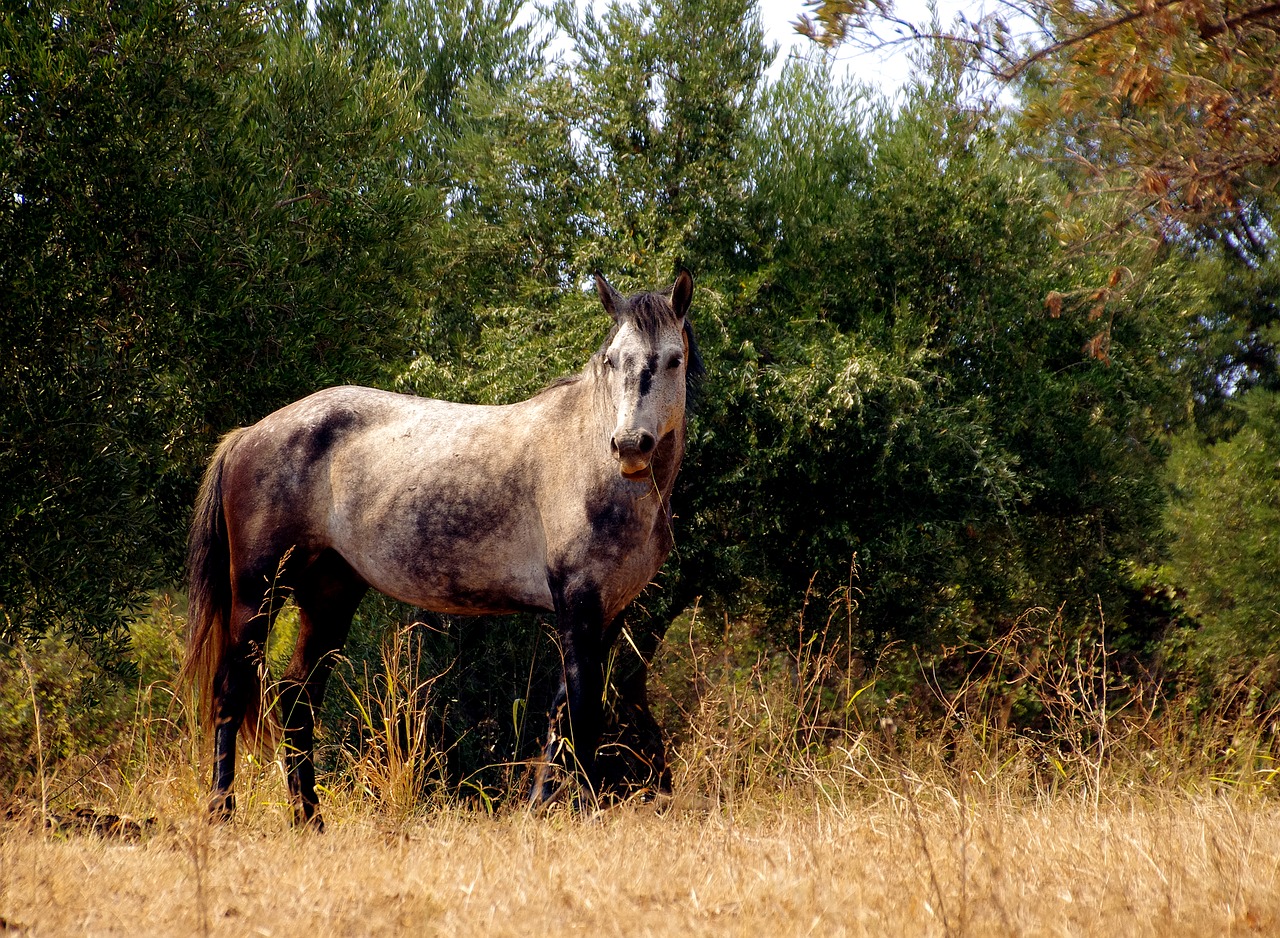 horse filly gray free photo