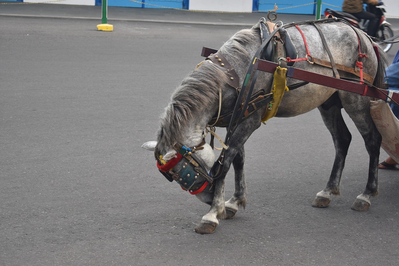 horse animal traditional transportation free photo