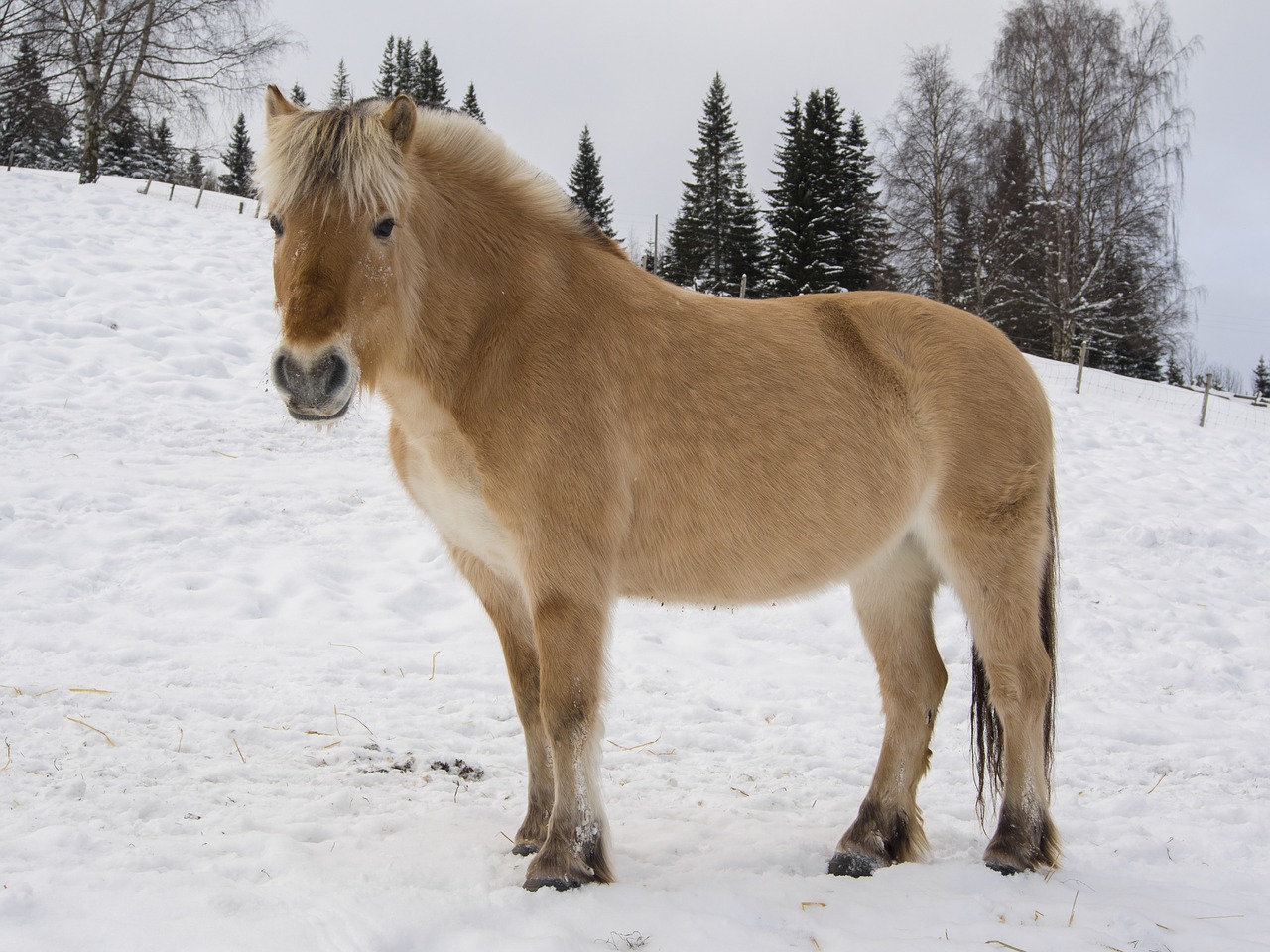 horse norwegian fjord horse free photo