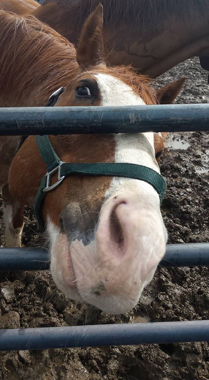 horse nosy curious free photo