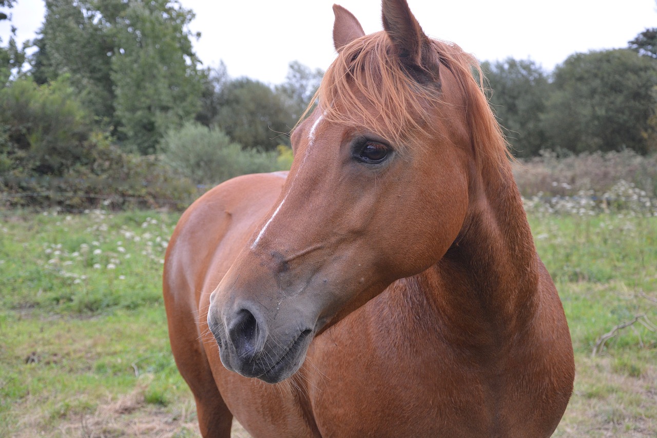 horse mare brown free photo