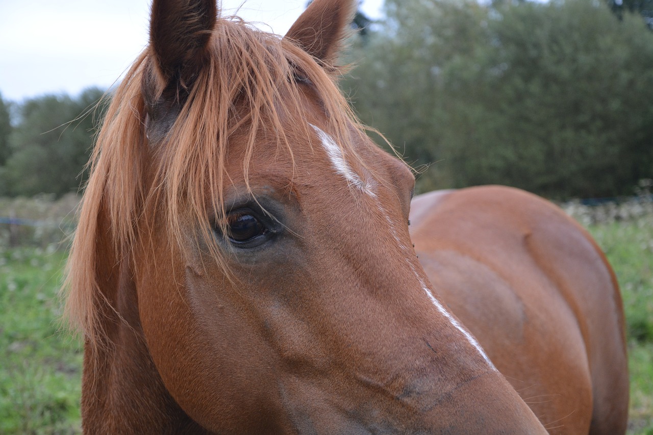 horse œil brown free photo