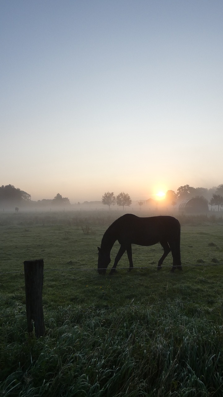 horse meadow fog free photo