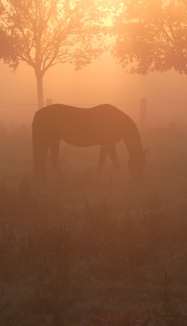 horse morning sun back light free photo