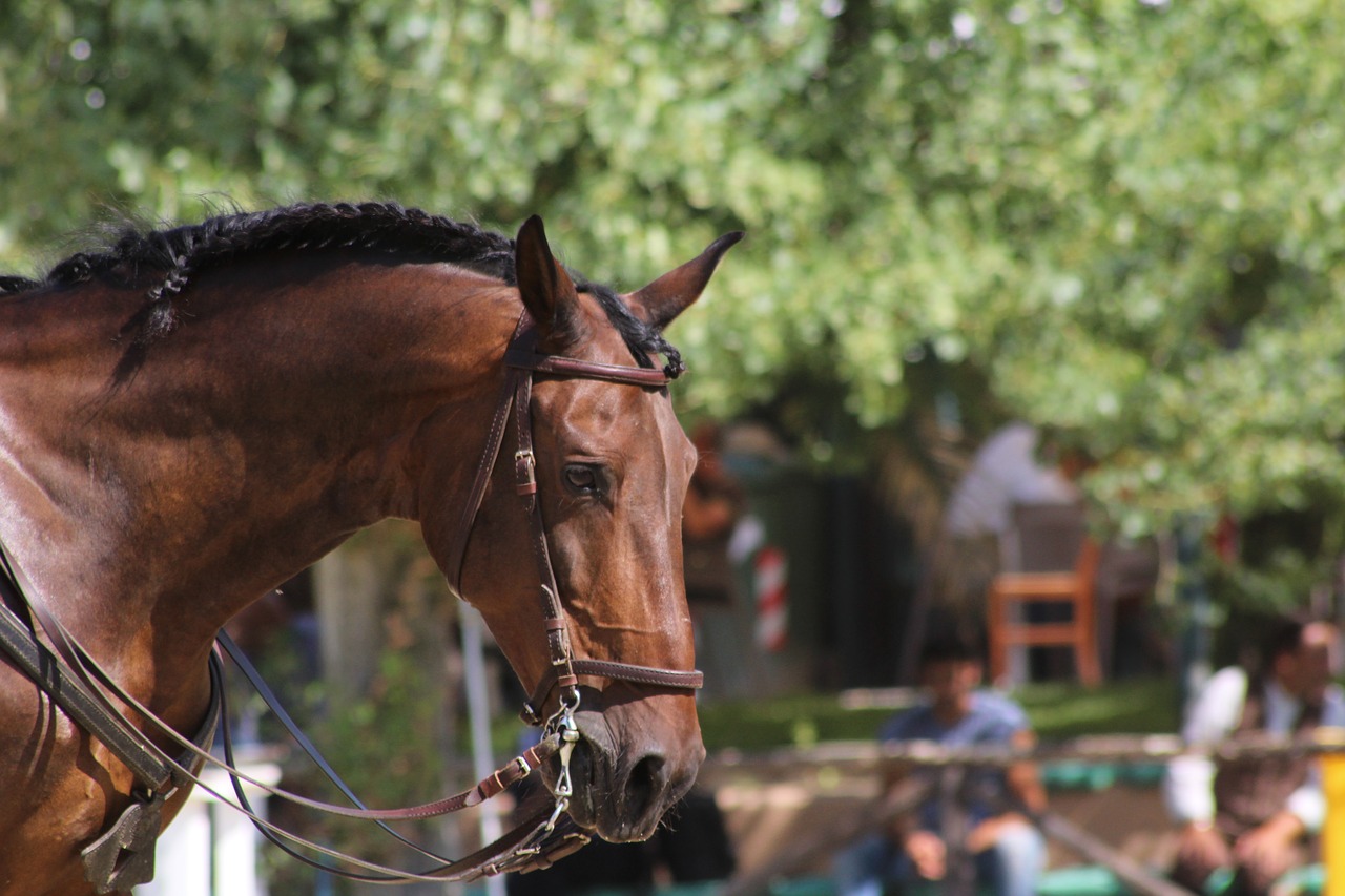 horse horse head horse riding free photo