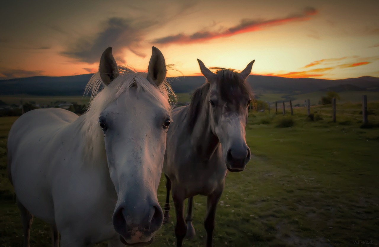 horse horses nature free photo