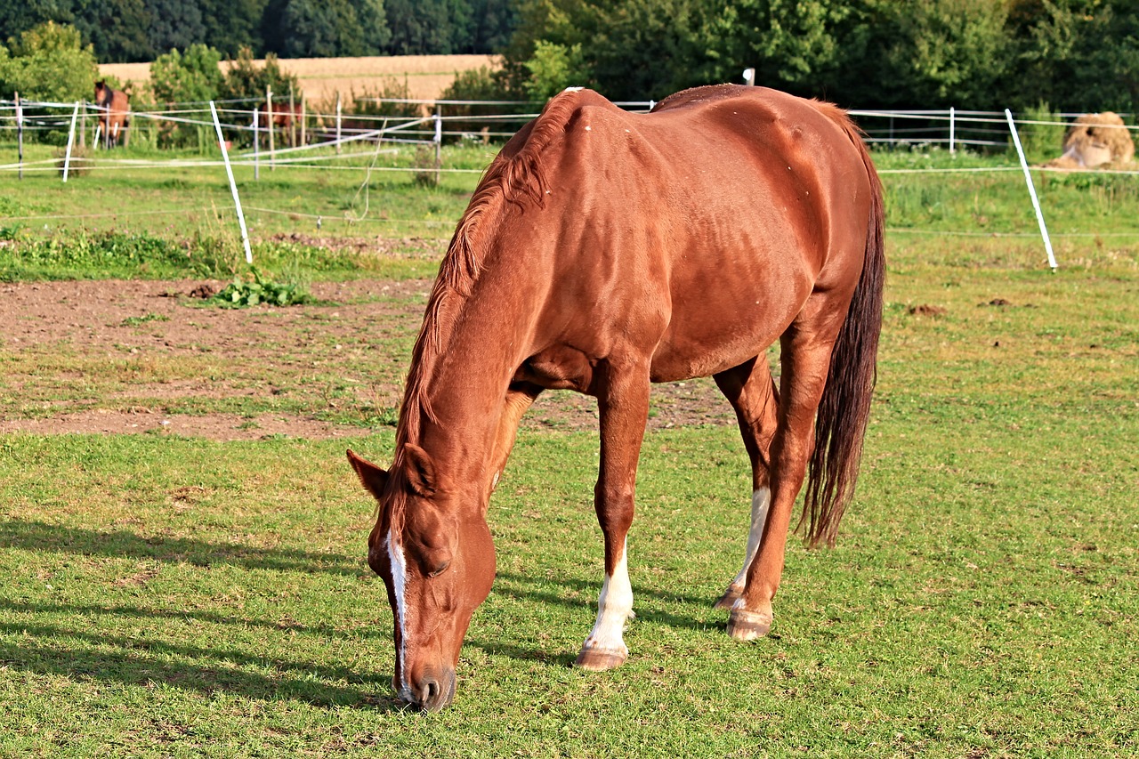 horse paddock coupling free photo