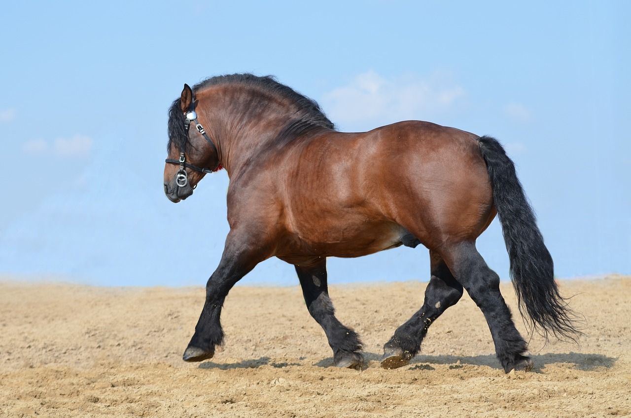 horse equine heavy draft horse free photo