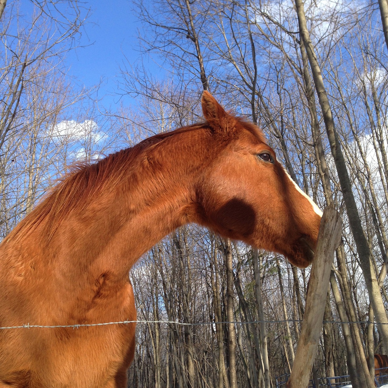 horse horse head quarter horse free photo