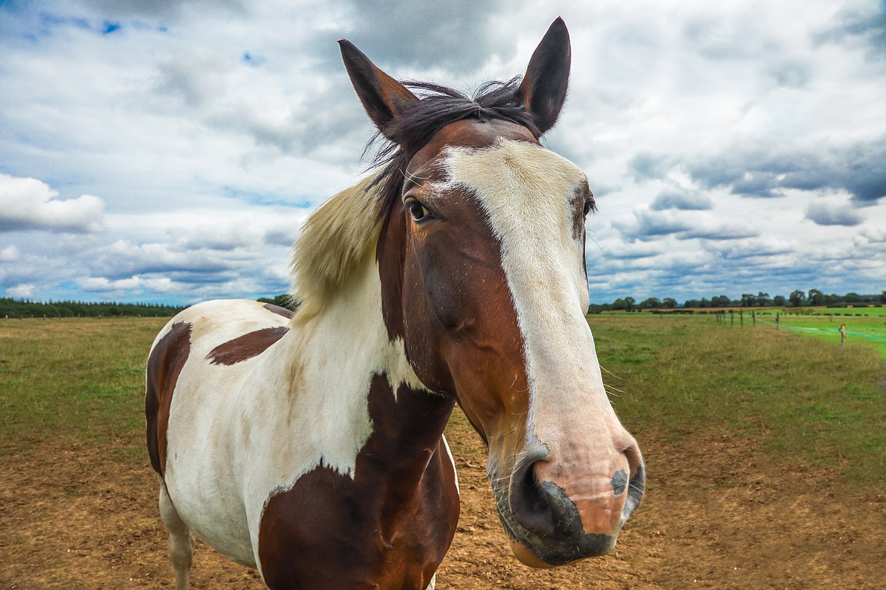 horse animal farm free photo