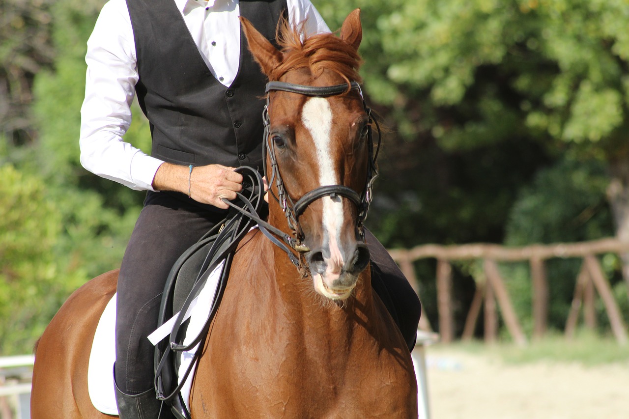 horse horse riding equestrian free photo