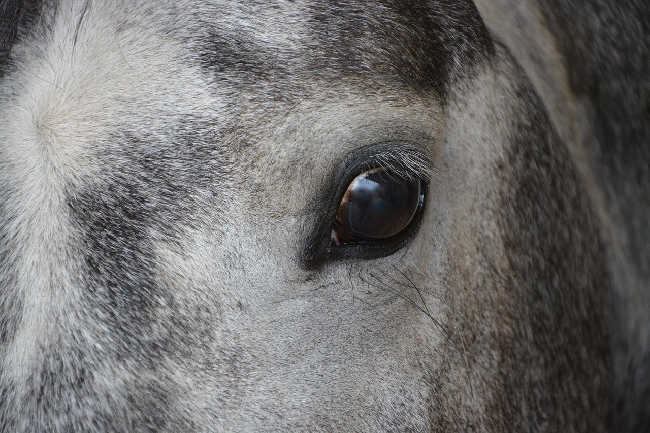 horse eye head free photo