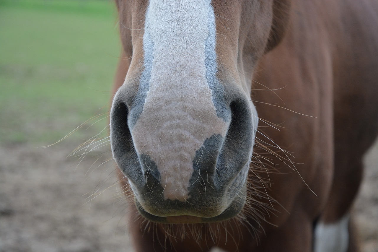 horse nostrils nostrils strong free photo