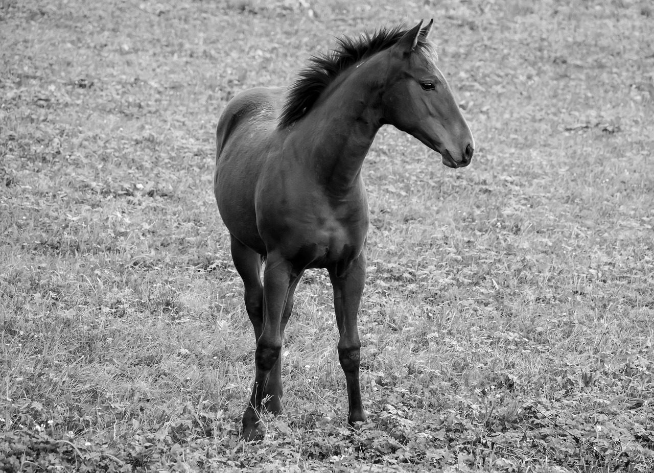 horse brown black free photo