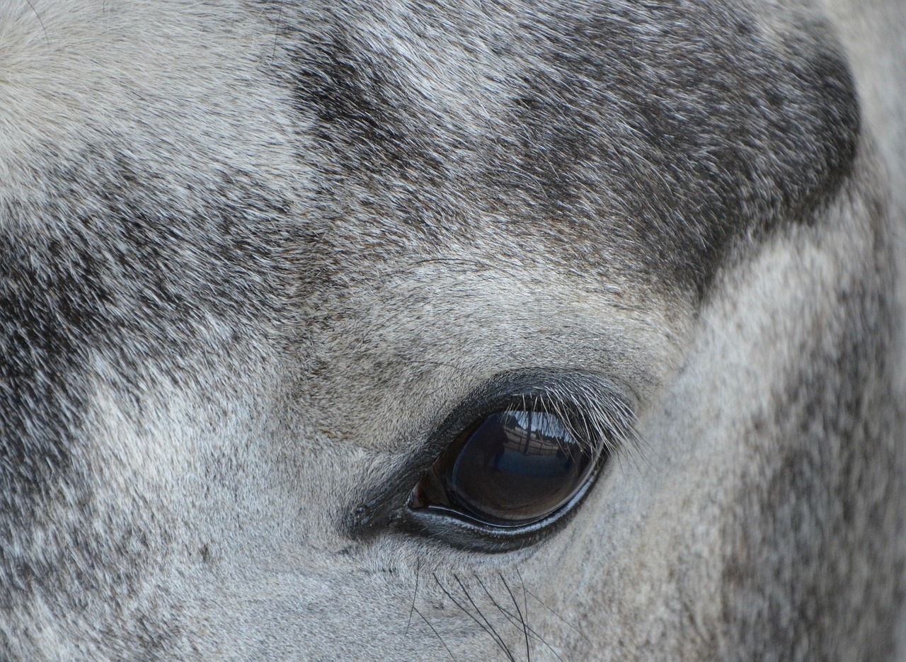 horse head portrait horse grey white free photo