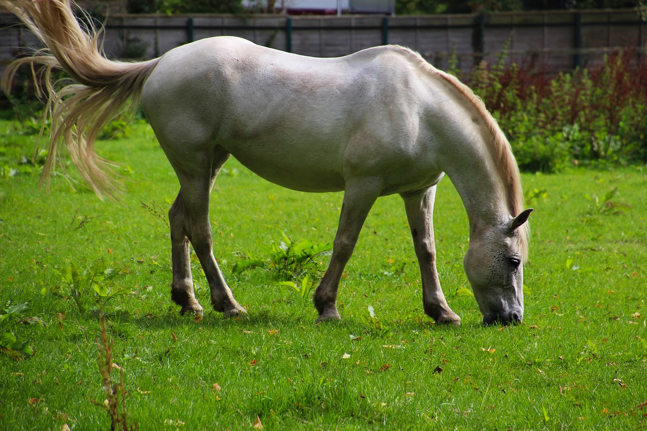 horse animal field free photo