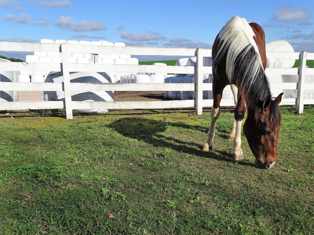 horse pasture farm free photo