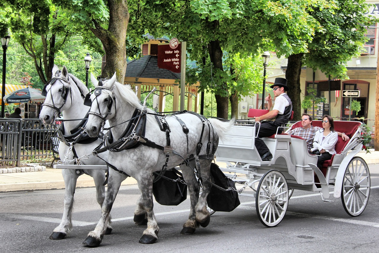 horse carriage transportation free photo
