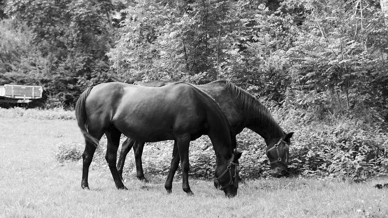 horse eat graze free photo