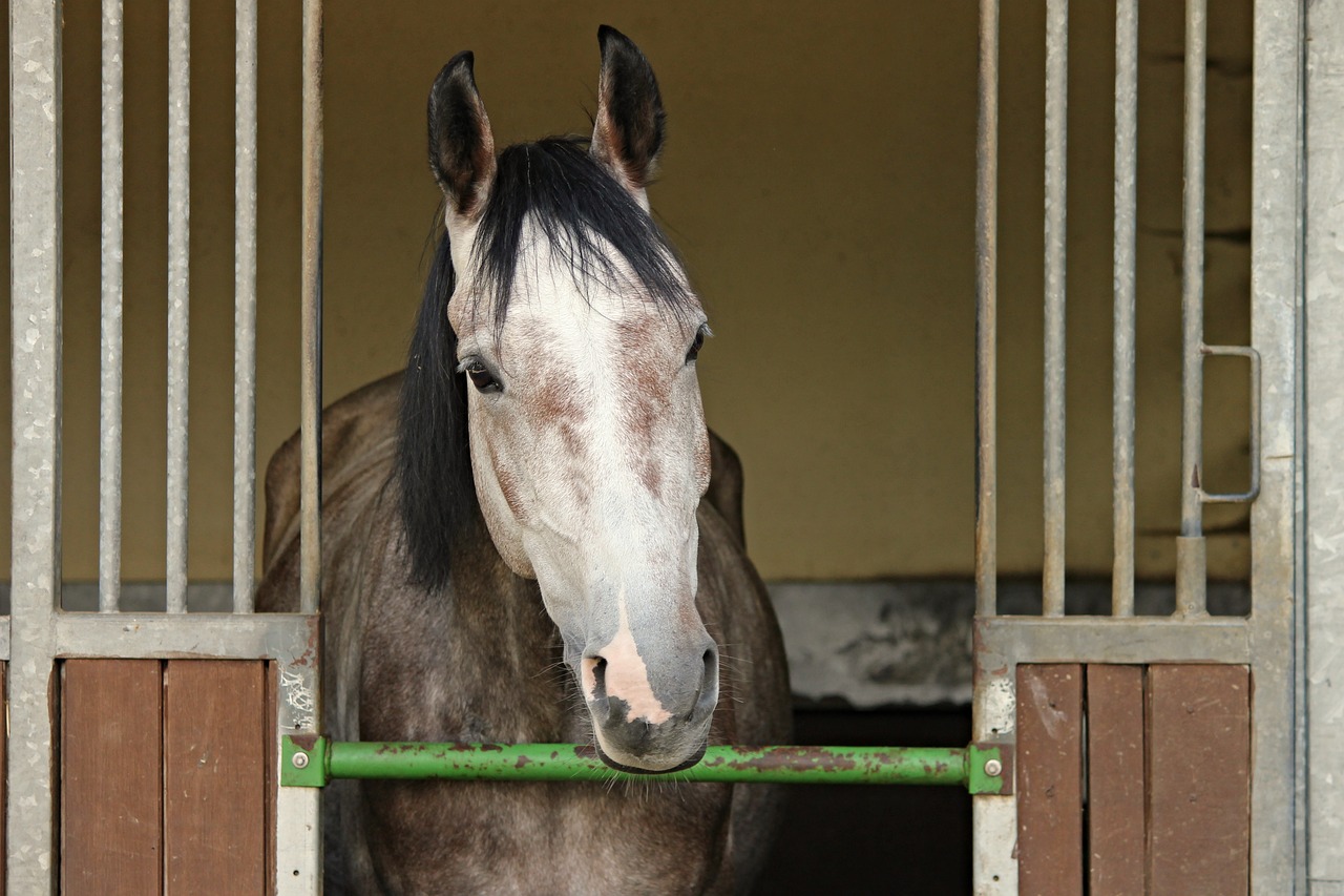 horse horse head horsebox for sale free photo