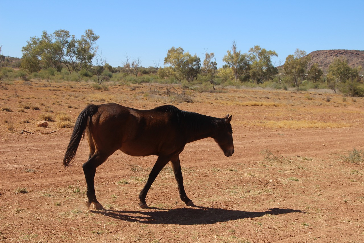 horse equine australian brumby free photo