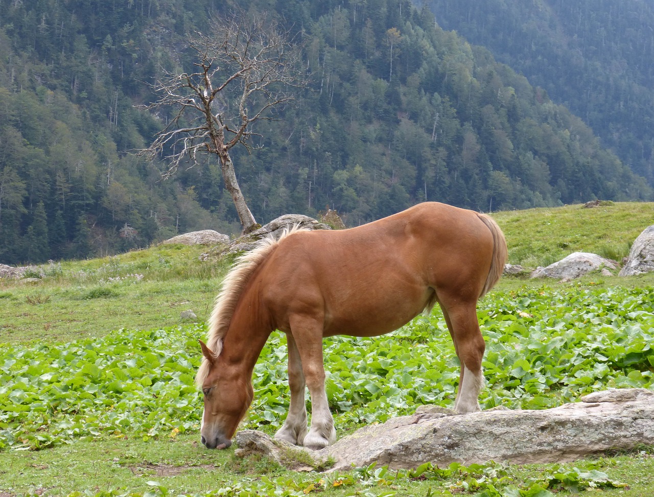horse pacer prado free photo