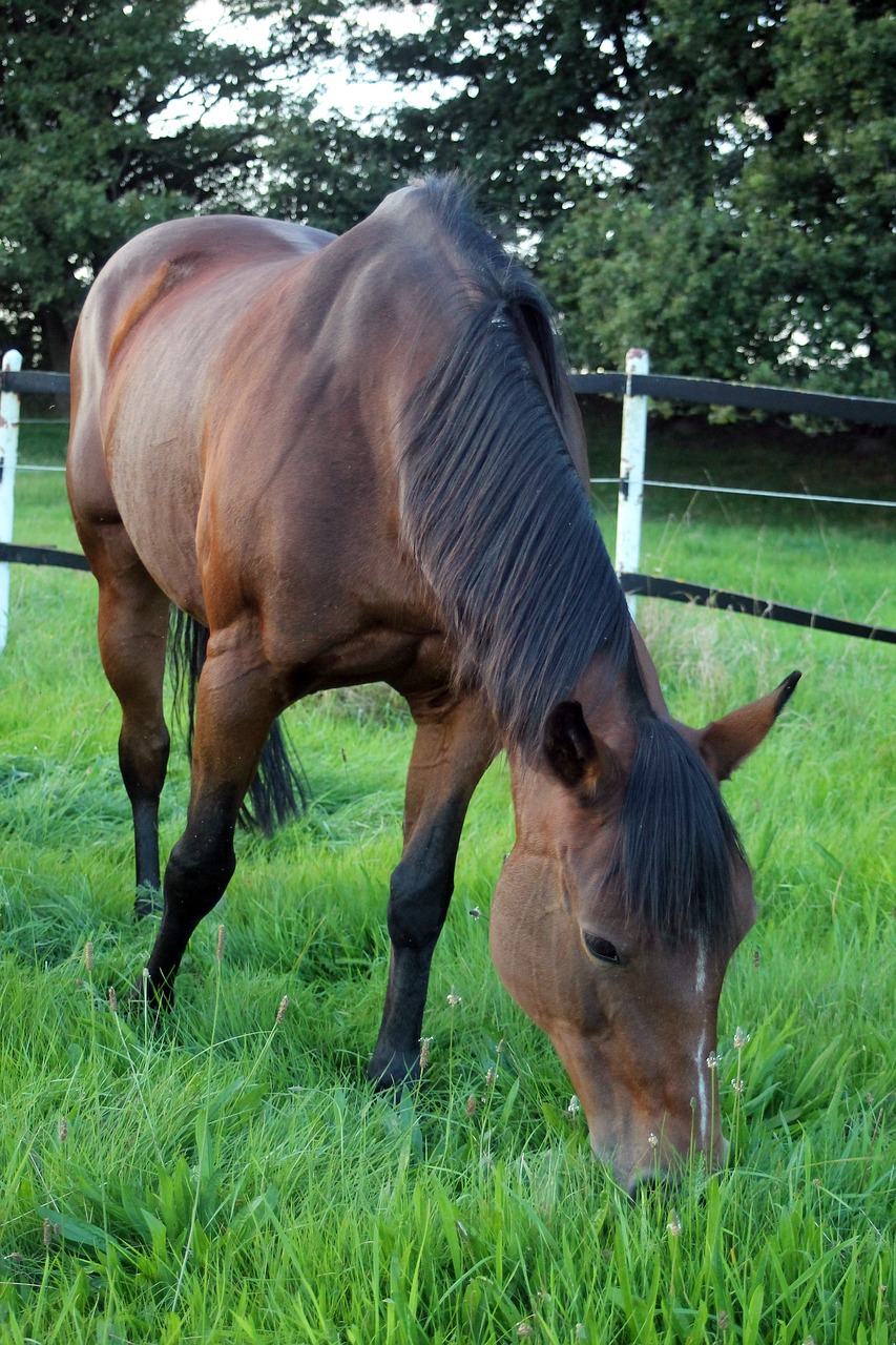 horse pasture graze free photo