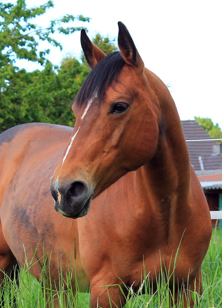 Horse Portrait Brown Horse Graceful Attention Free Image From Needpix Com