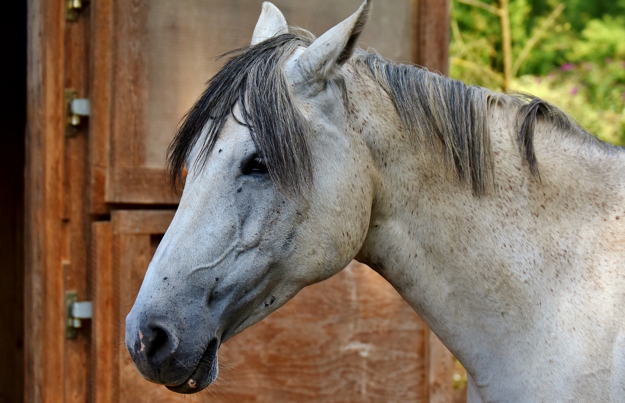 horse mold reiterhof free photo