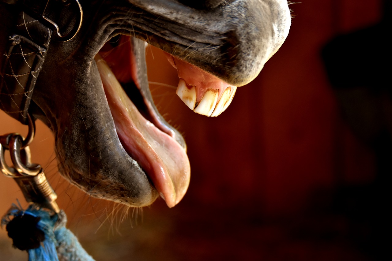 horse snout tongue free photo