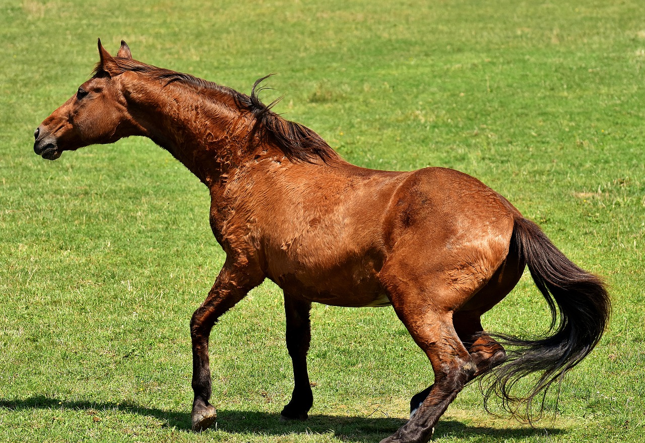 horse coupling stand up free photo