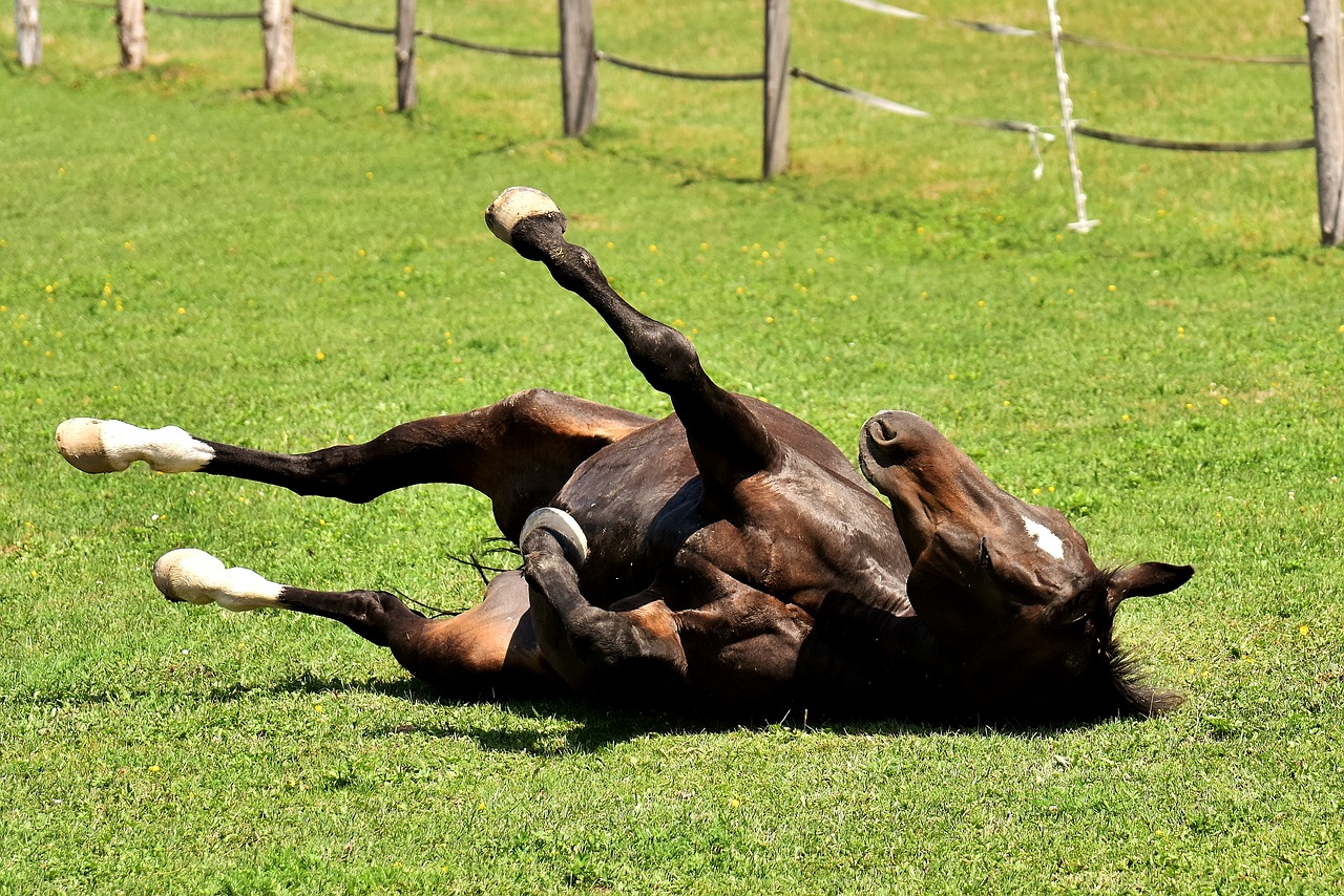 horse coupling left out free photo