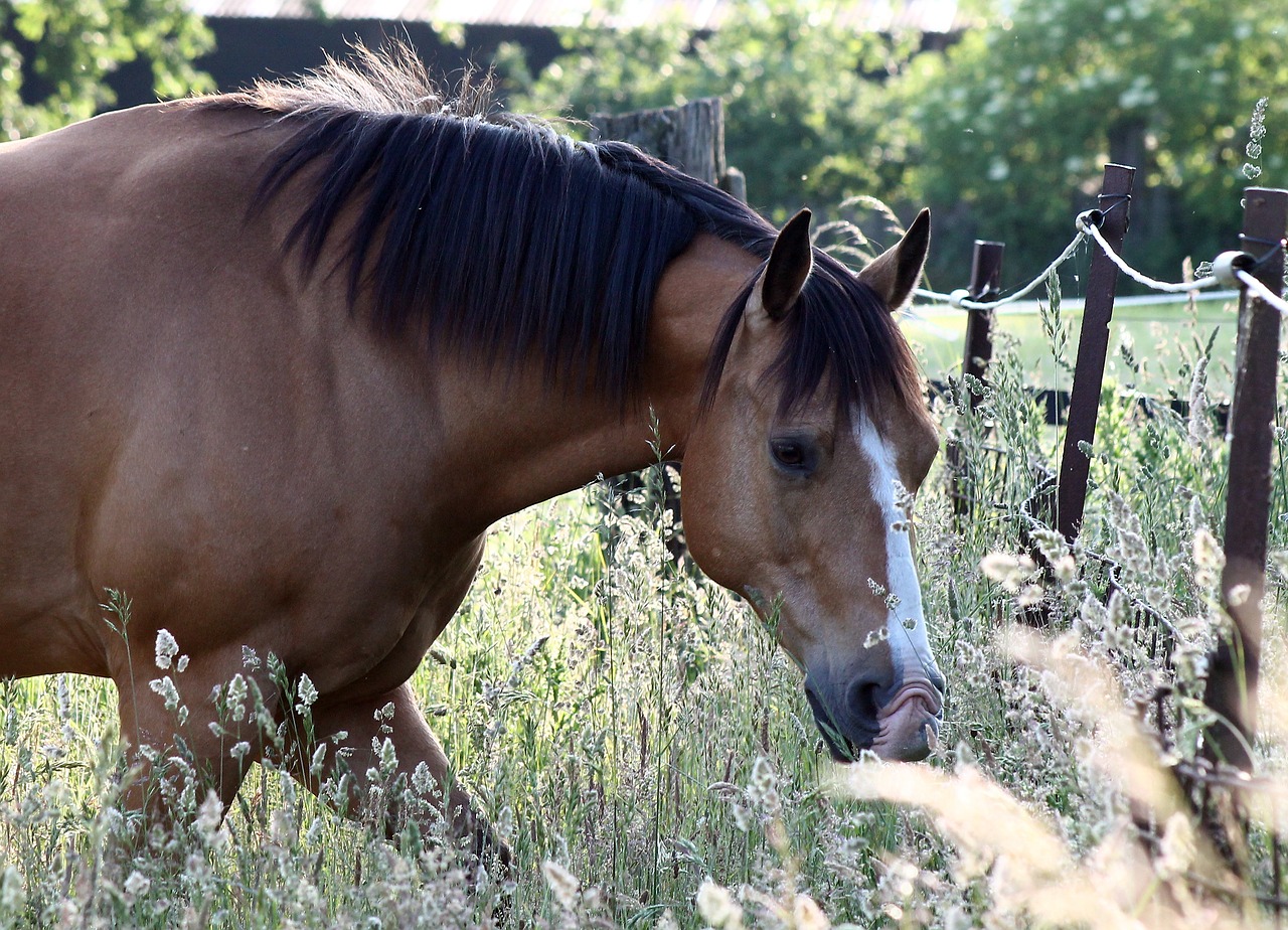 horse weidend graze free photo