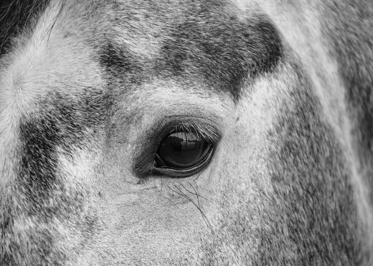 horse œil photo black white free photo